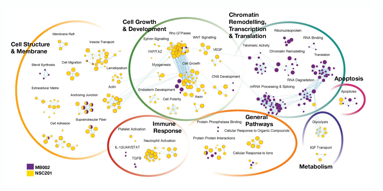 Characterization of an RNA binding protein interactome reveals a context-specific posttranscriptional landscape of MYC-amplified medulloblastoma