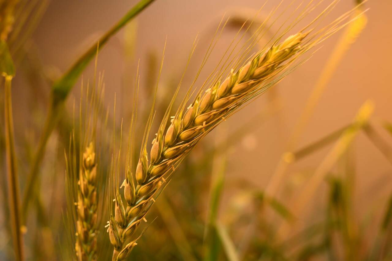 The Opportunities Enabled by Transposons in Wheat