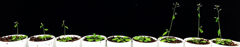 A de novo gene originating from plant mitochondria