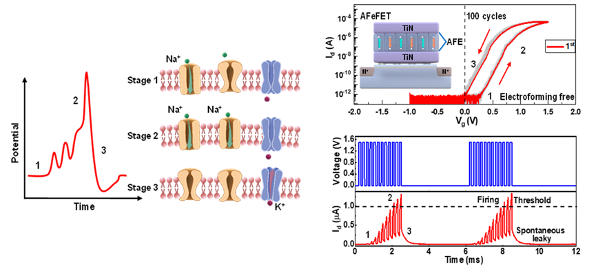 Compact artificial neuron based on anti-ferroelectric transistor