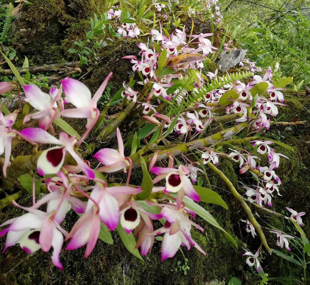 Climate change on earth impact the diversity of orchids
