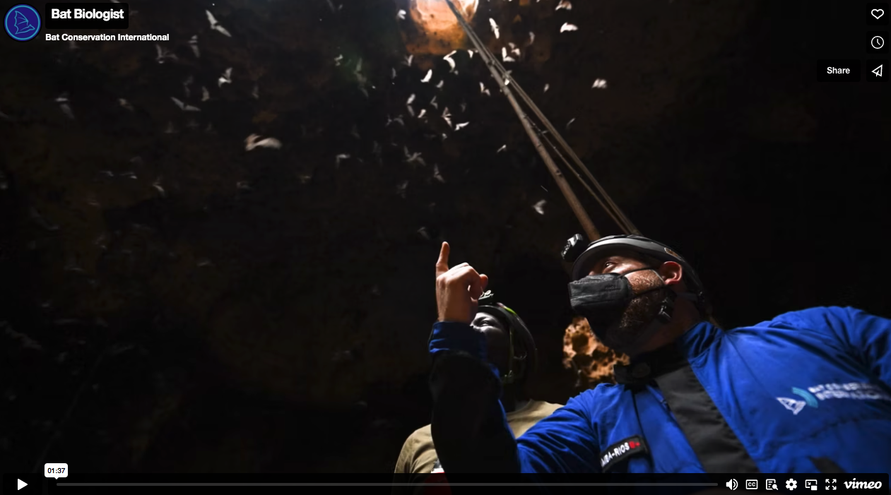 Celebrating milestones: Endangered Hildegardes Tomb Bat