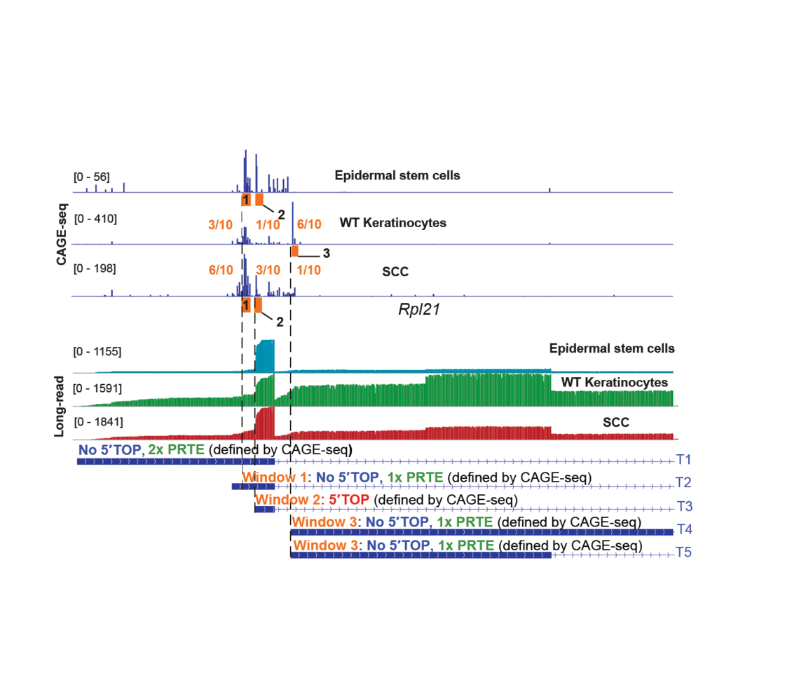 Monitoring the 5′UTR landscape reveals isoform switches to drive translational efficiencies in cancer