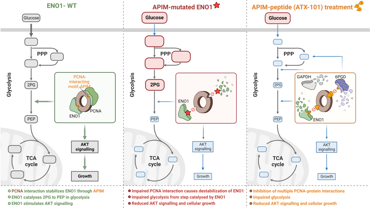 PCNA regulates primary metabolism by scaffolding metabolic enzymes 