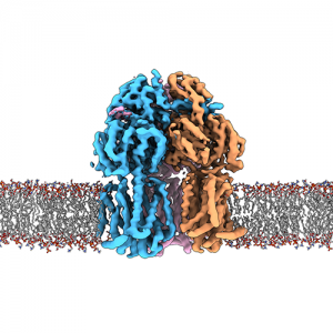 UK Biochemical Society Training Events & Online Courses: Membrane proteins