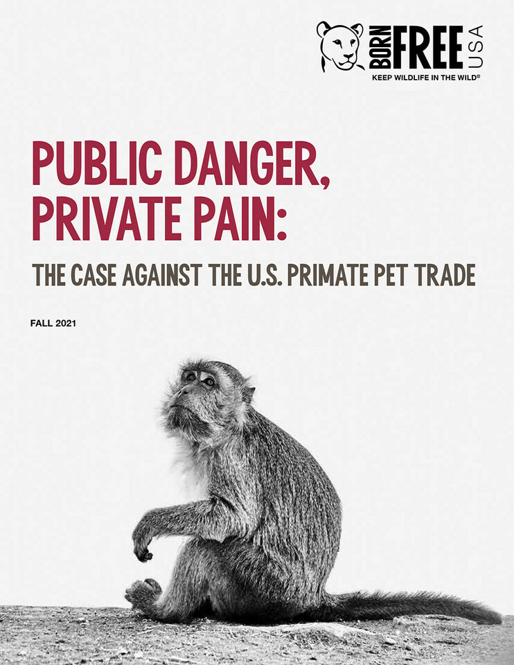 Make primate pet ownership in U.S. illegal