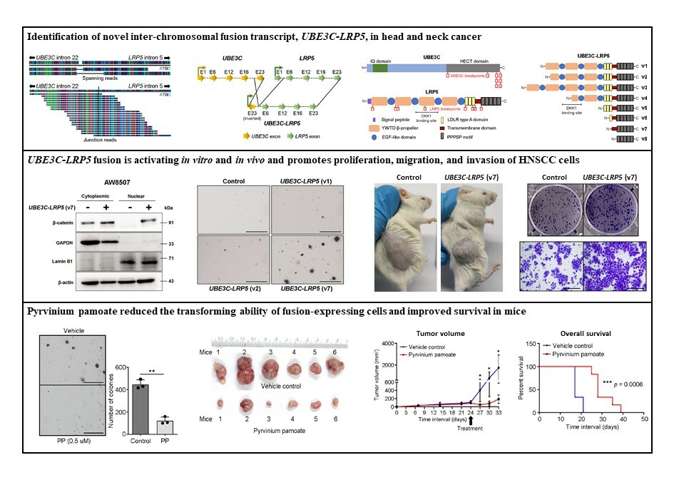UBE3C-LRP5 is a novel oncogenic driver and potential therapeutic target in head and neck cancer