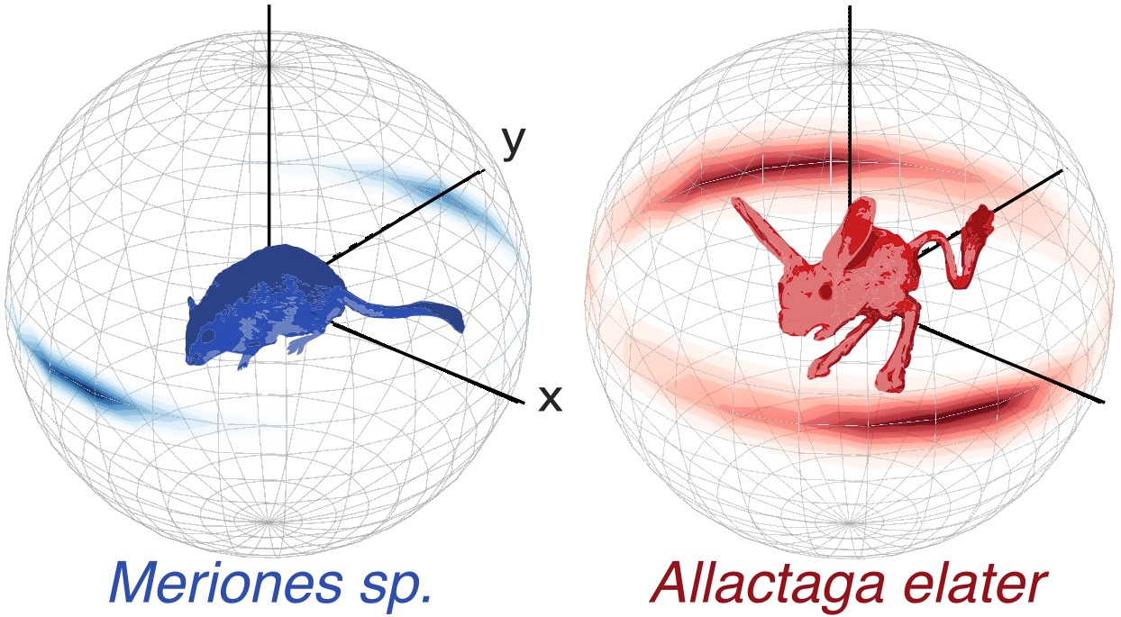Rodent locomotion is more complex than we thought