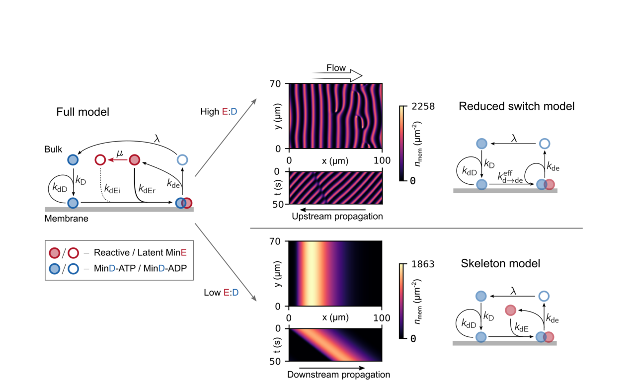 Directing Min protein patterns with advective bulk flow