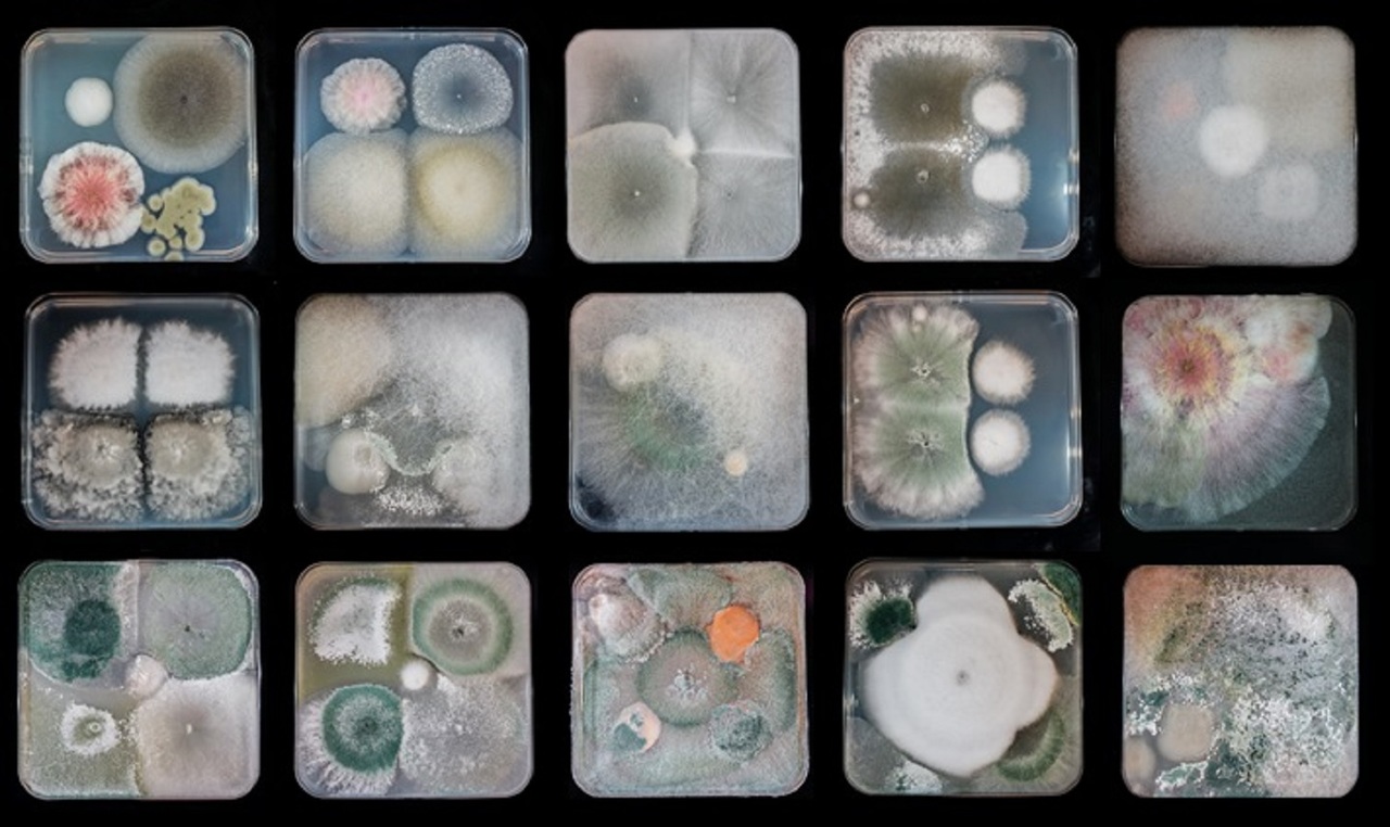 Start teaching mycology!