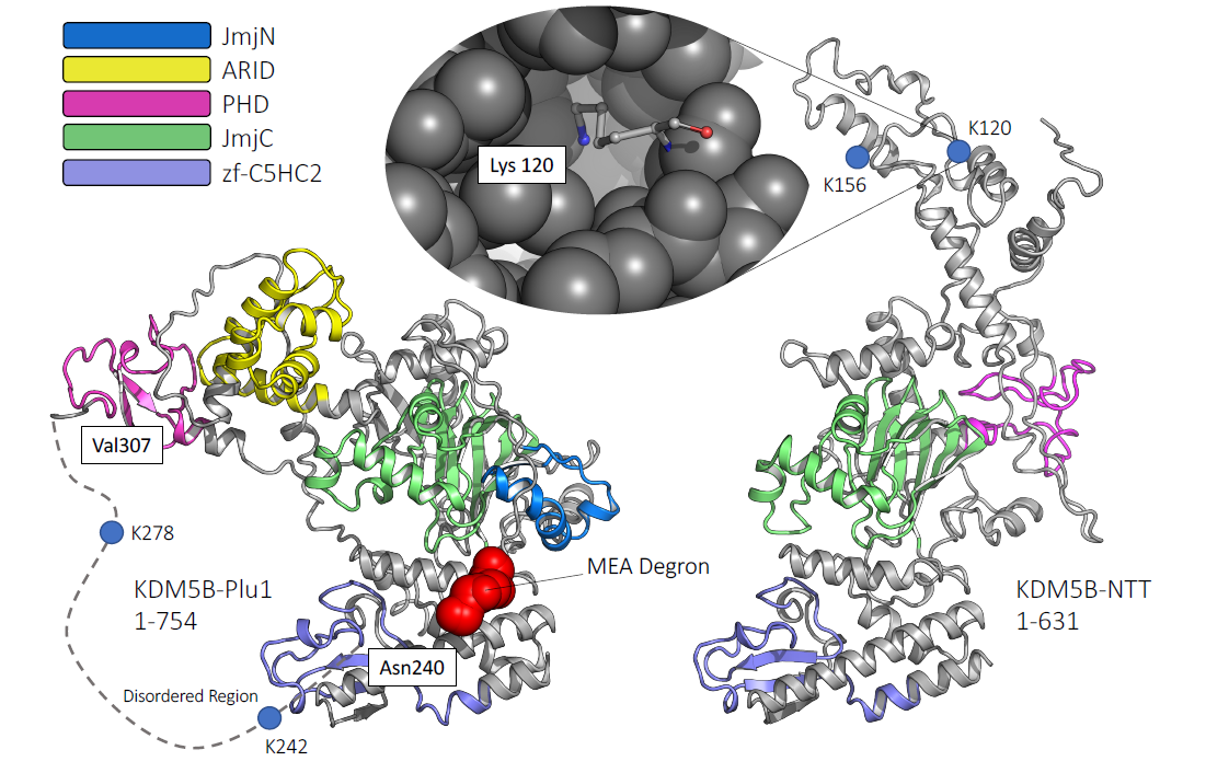 To erase or not to erase? A catalytically inactive isoform of the KDM5B histone demethylase regulates H3K4 tri-methylation and gene expression