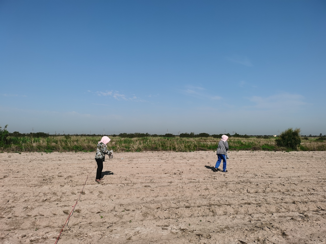 Eco-evolutionary strategies for relieving carbon limitation under salt stress differ across microbial clades