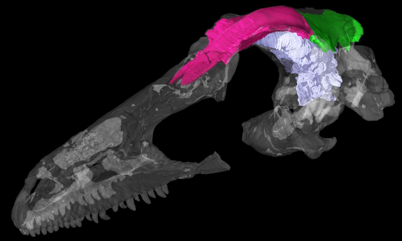 Understanding the mechanism behind brain and skull relationship in archosaurs