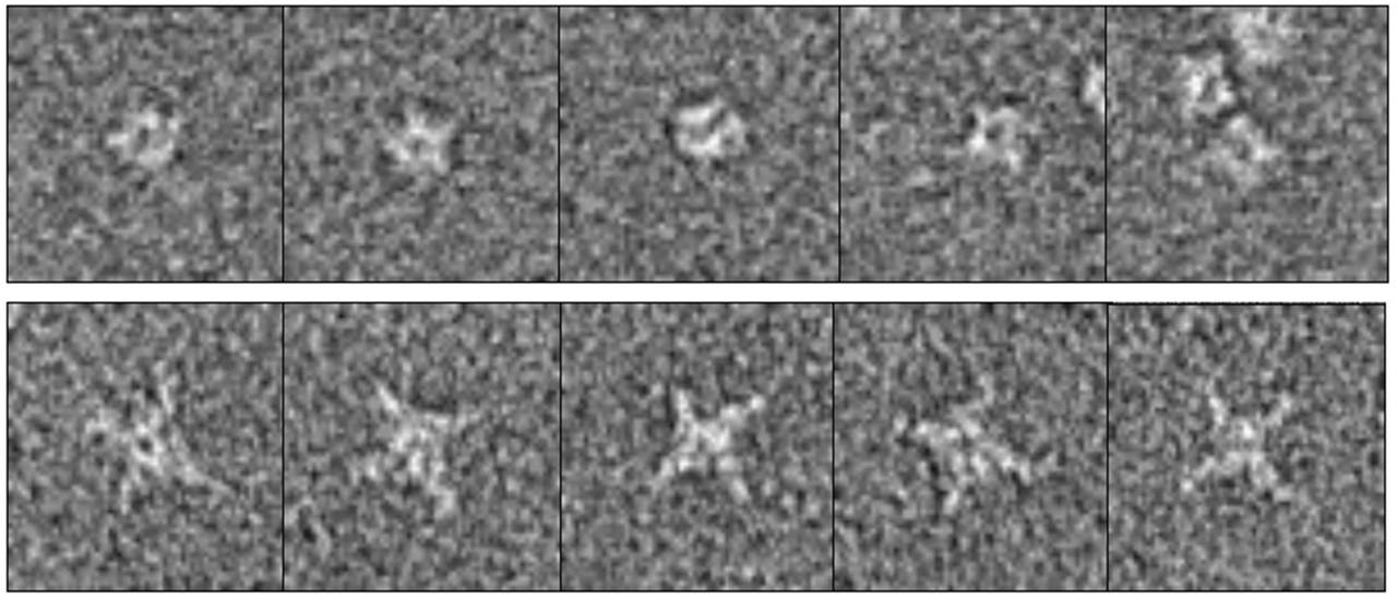 Using antibodies to target neuraminidase, the less abundant antigen on the surface of the influenza B virus