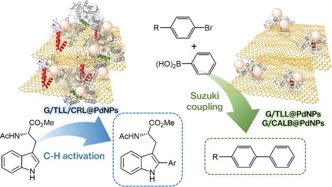 Biohybrid Nanocatalysts Unlock Efficient C–C Bond Chemistry