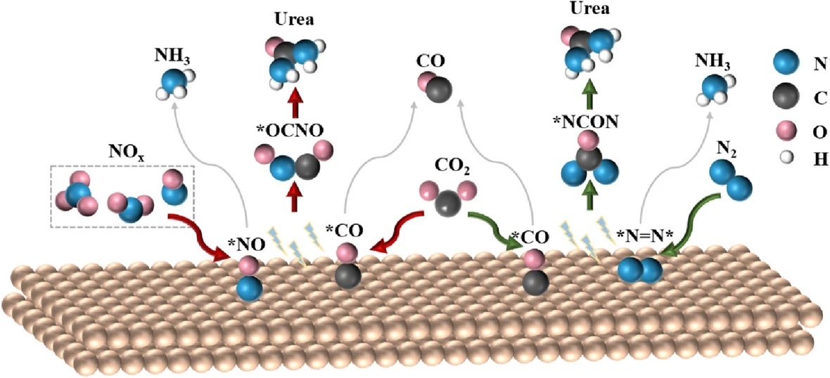 From Molecules to Materials: Engineering 2D Catalysts for Efficient Urea Production via C–N Bond Formation