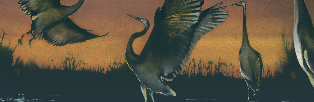 Leadership-in-action project at Shared Planet