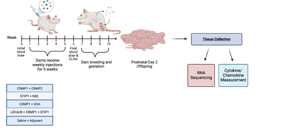 Investigating Maternal Autoantibodies and their Impact on Offspring Neurodevelopment