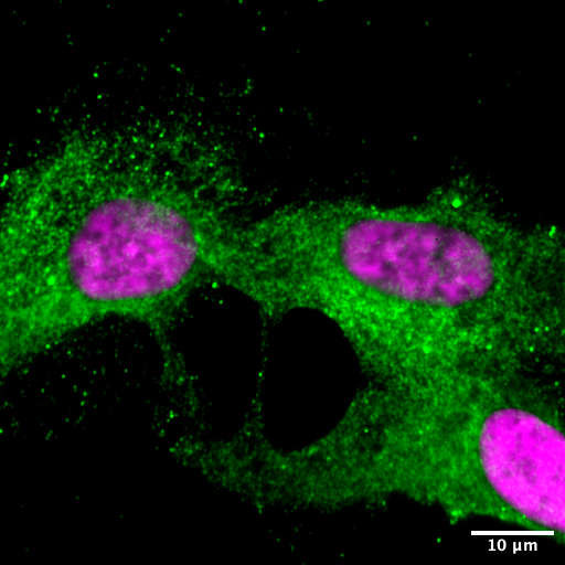 Science and Leadership: Inextricably Linked and Mutually Beneficial 