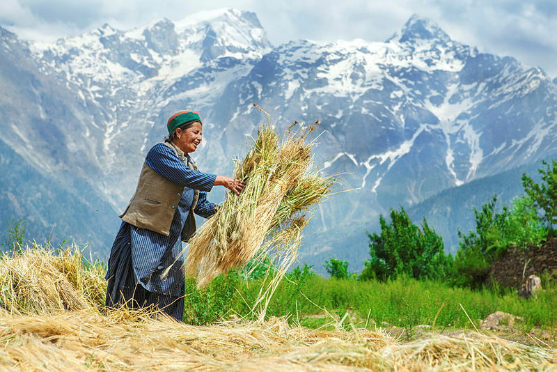 20 years of Ethnobiology and Ethnomedicine