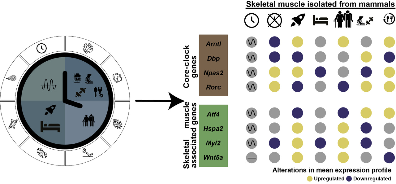 Do long-term spaceflights alter our biological clock and influence aging?