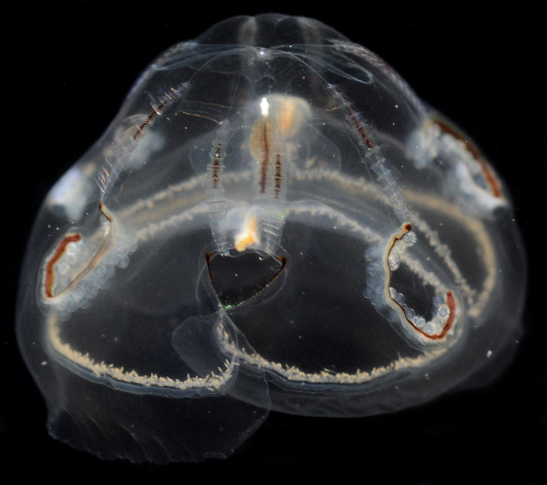 Comb Jellies and Their Relatives