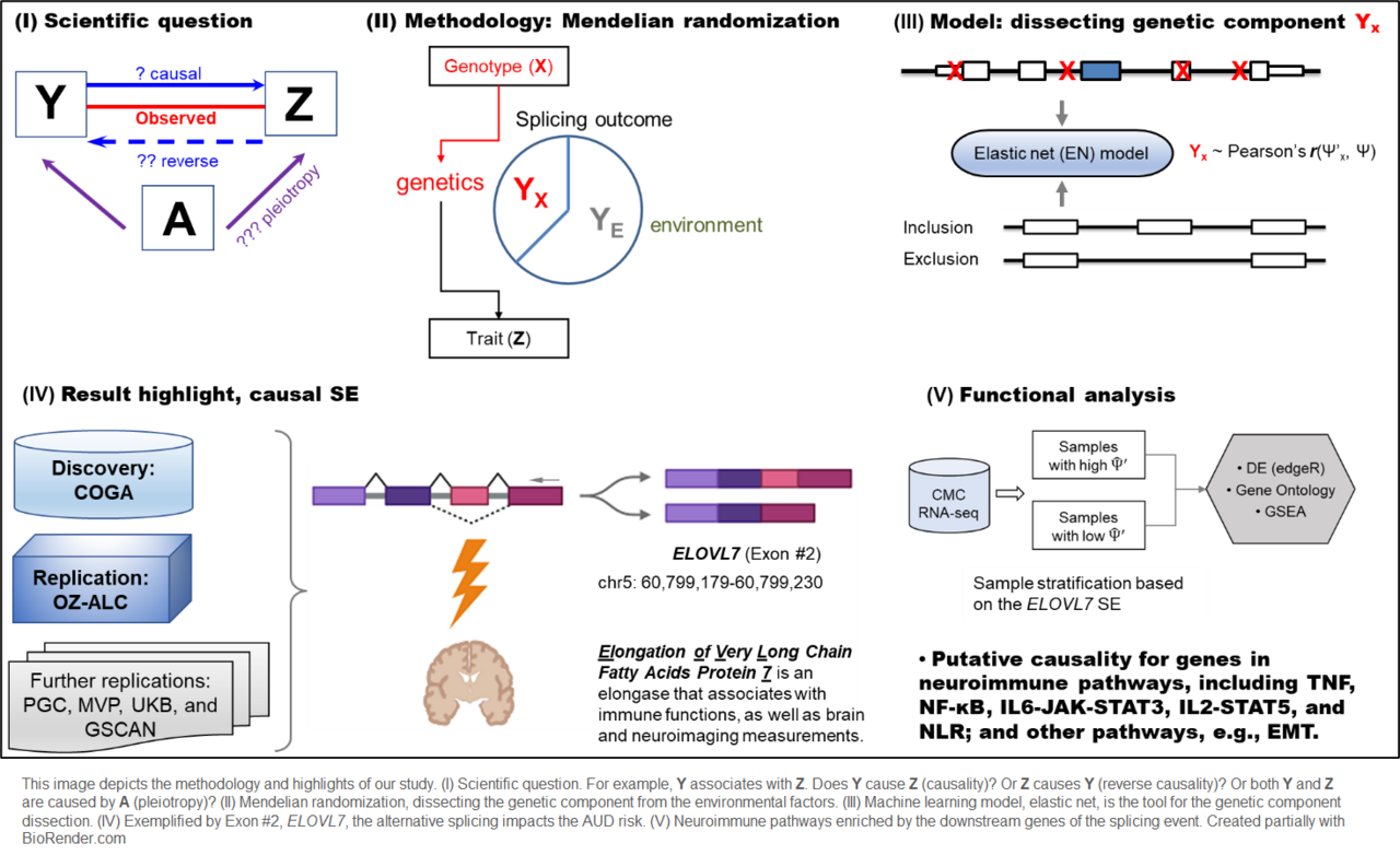 Genetics of RNA alternative splicing in alcohol use disorder