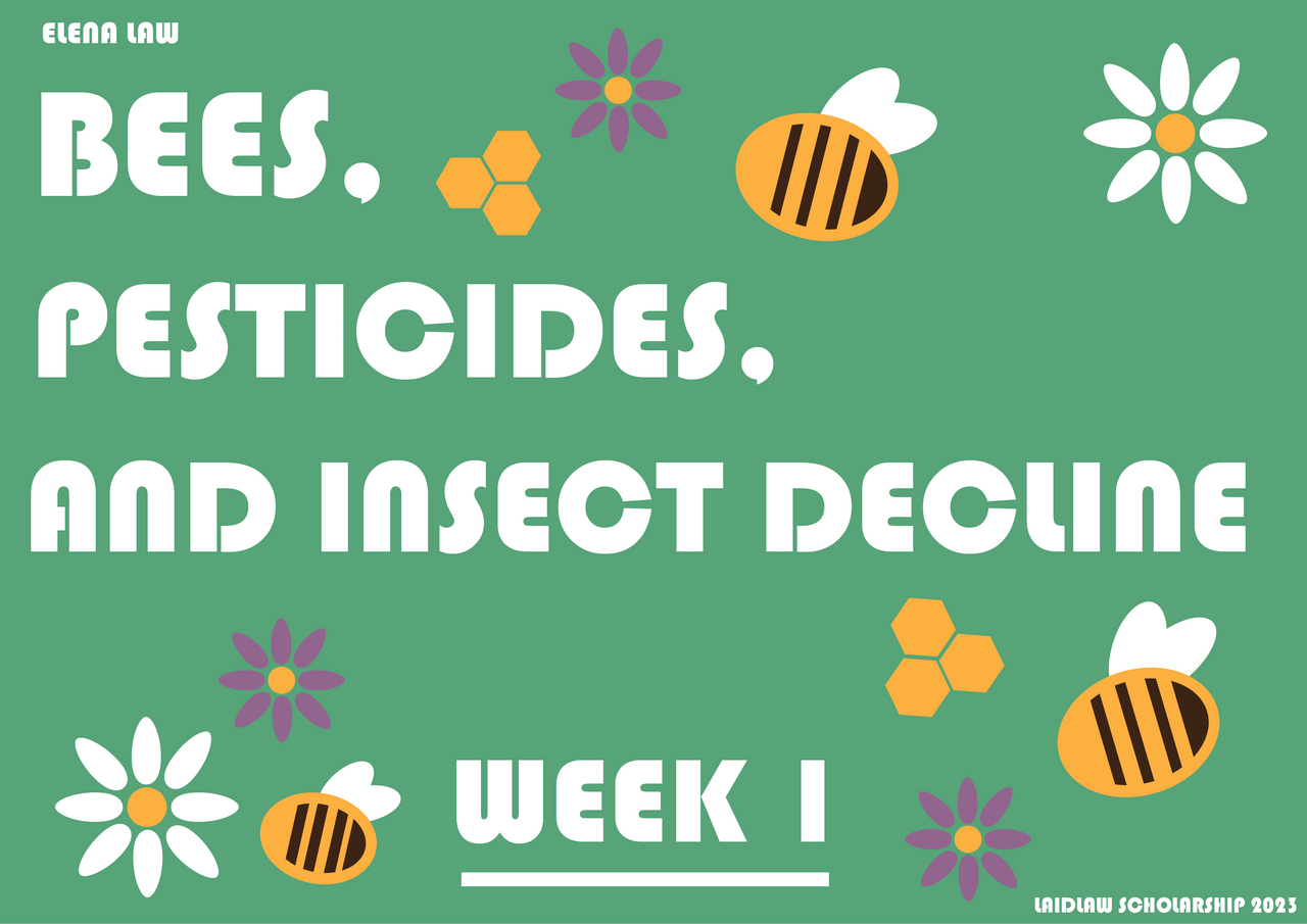 Week 1: Meeting the Bees