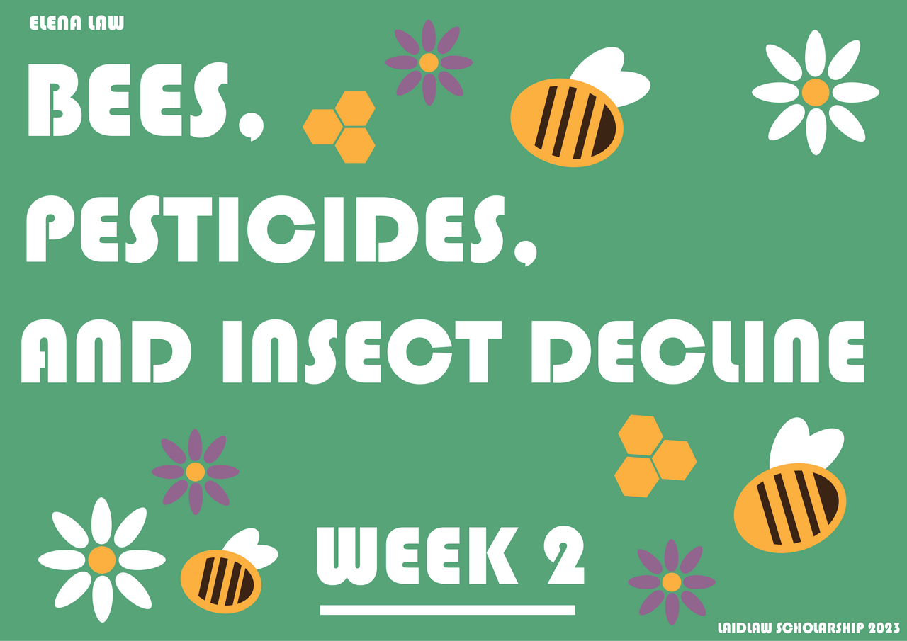 Week 2: Upping the Pace