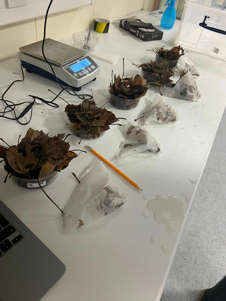 Mussel Memory Week Two