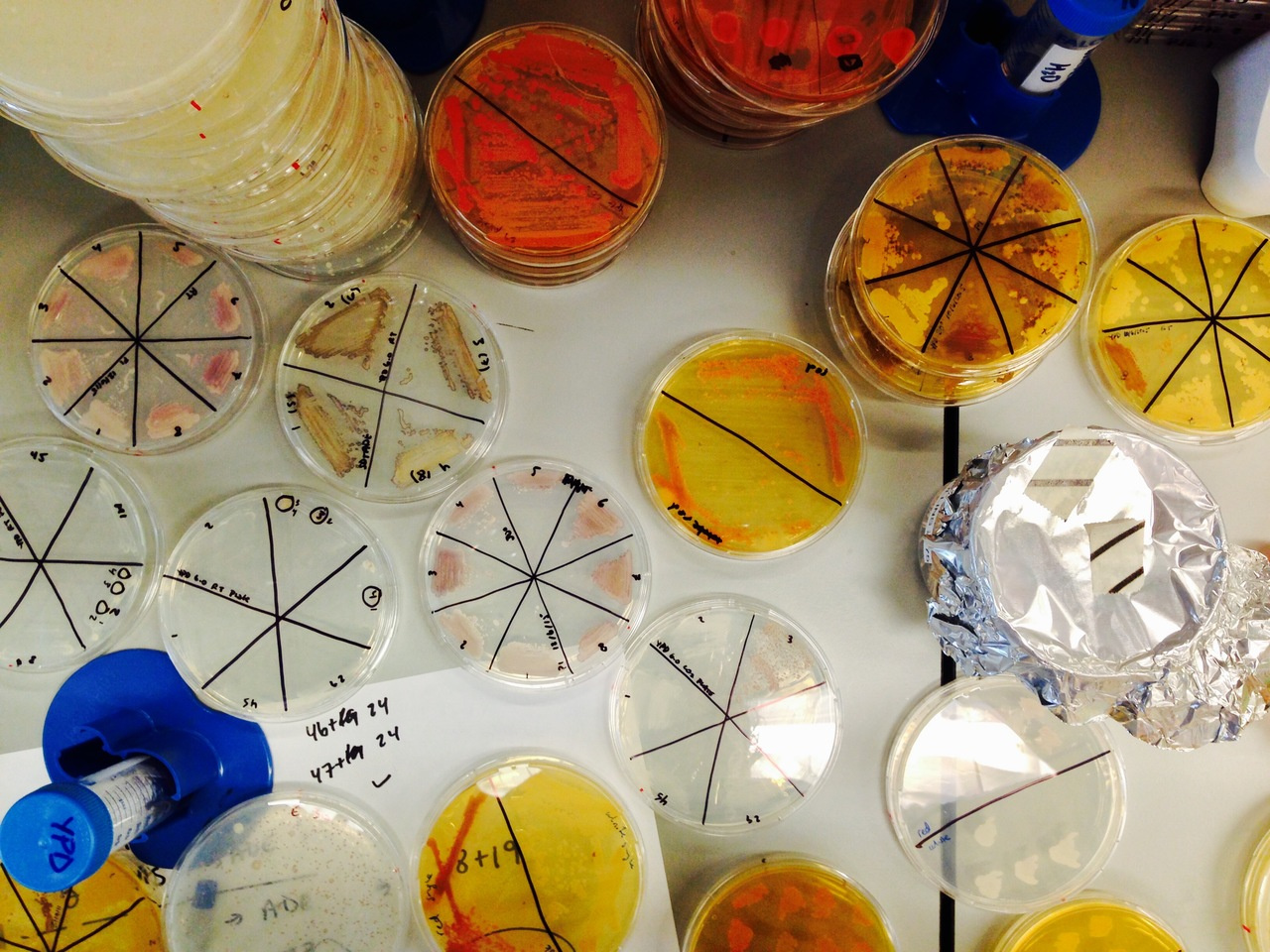 "Driving" Candida research