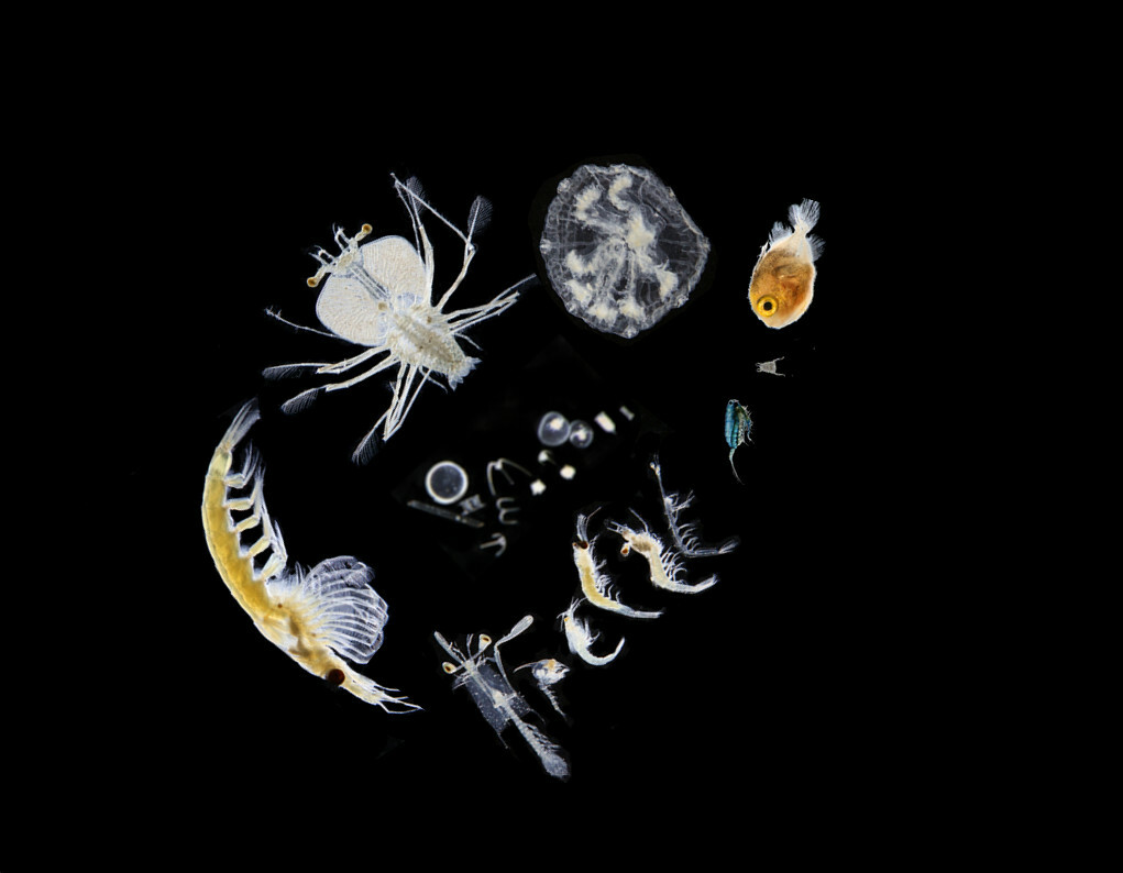 Are zooplankton the key to climate models?