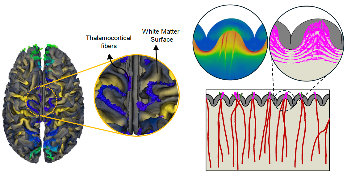 Stress landscape of folding brain serves as a map for axonal pathfinding