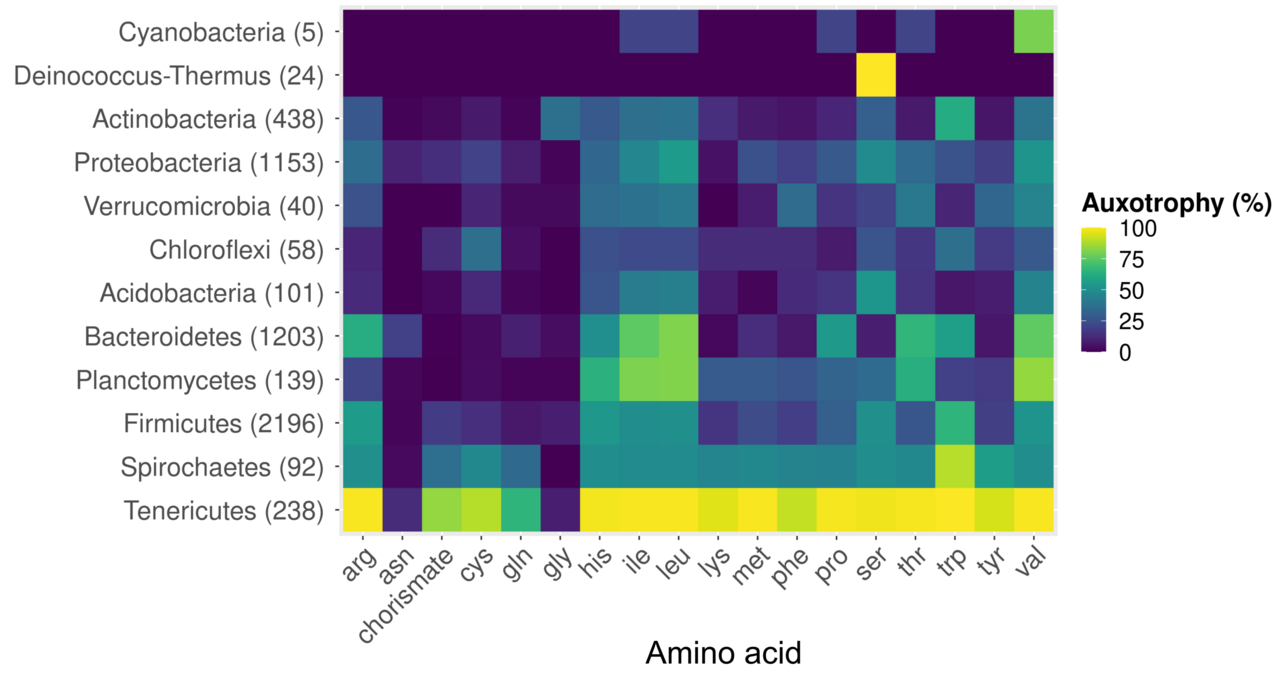 Small genomes, big appetites: amino acid auxotrophy in the bacterial world