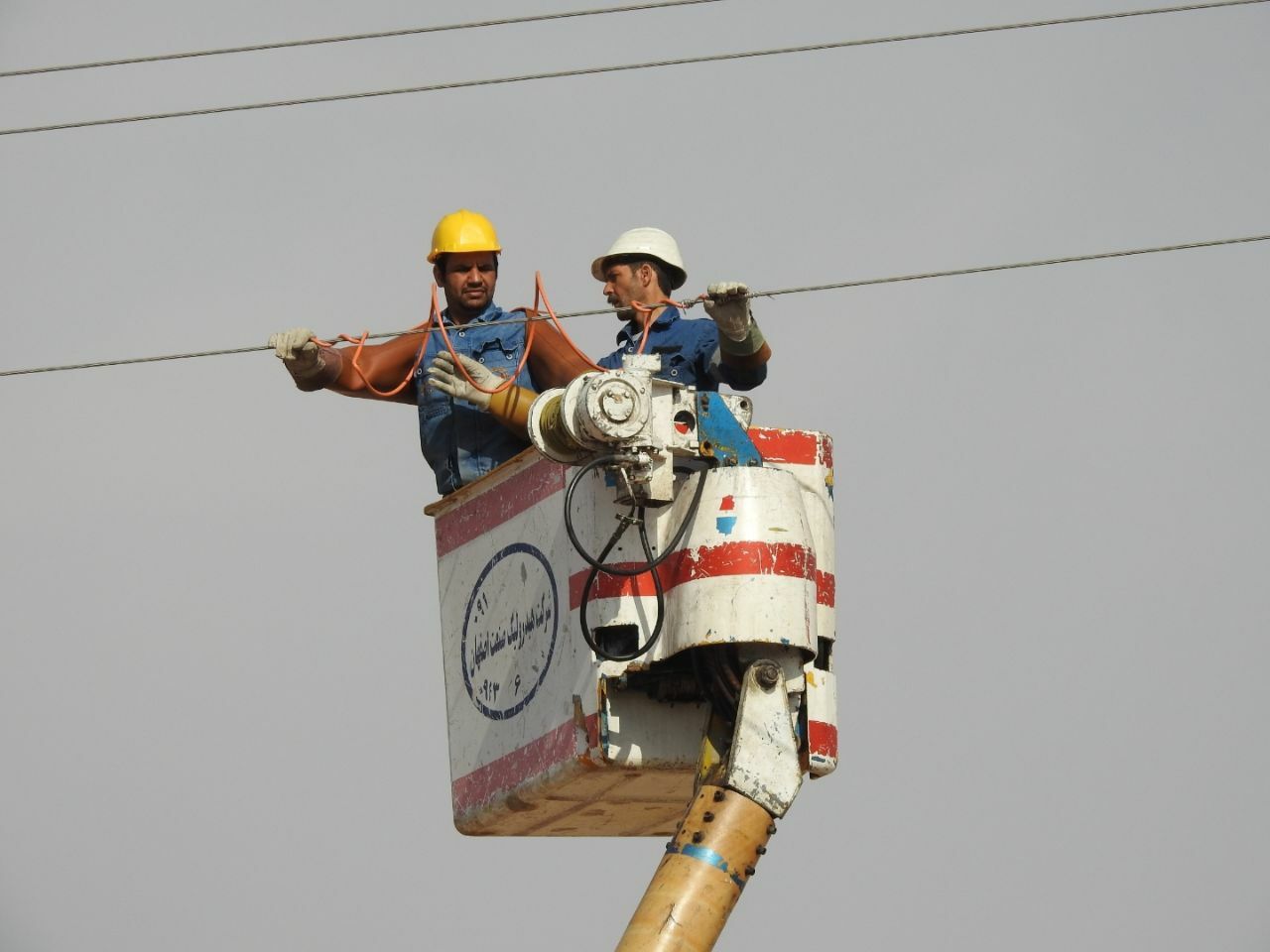 A Victory Against Power Line Collisions: Conserving Asian Houbara in Iran