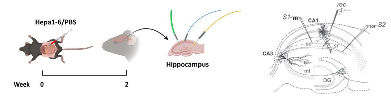 Do Cancers Affect Brain Functions?