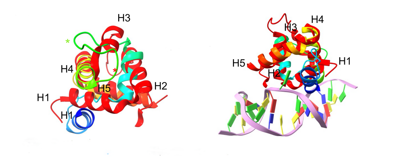 NLRP3 pyrin domain interaction with oxidized mitochondrial DNA and structural homology to human glycosylase