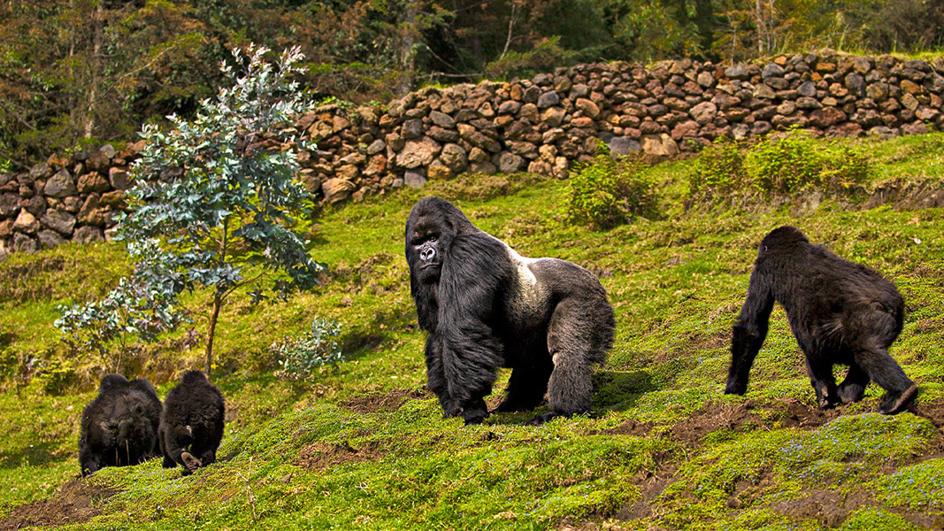Interview 2 of a Primates Series: Looking at all of the aspects of the One Health approach using Disease Surveillance Monitoring in Gorillas 