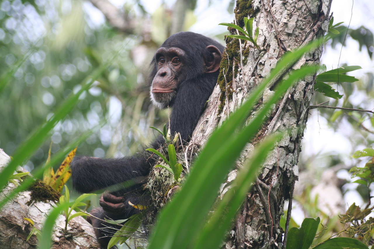 Interview 1 of a Primates Series: The Importance of Primate WATCH and Local Conservation Training Programs for Gorillas