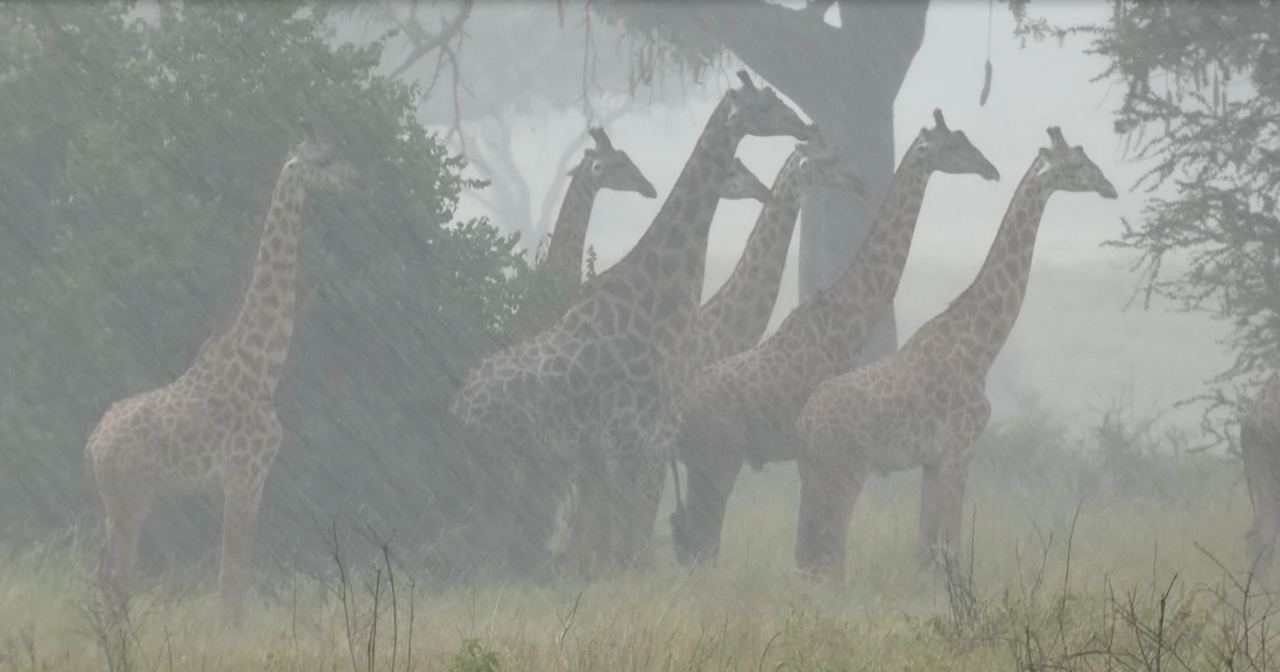 Rising Rainfall, not Temperatures, Threaten Giraffe Survival