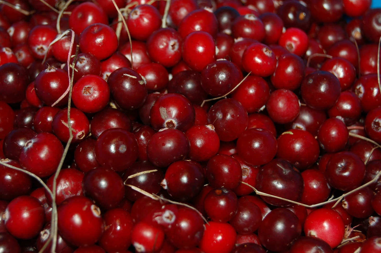 Cranberries do not treat UTIs