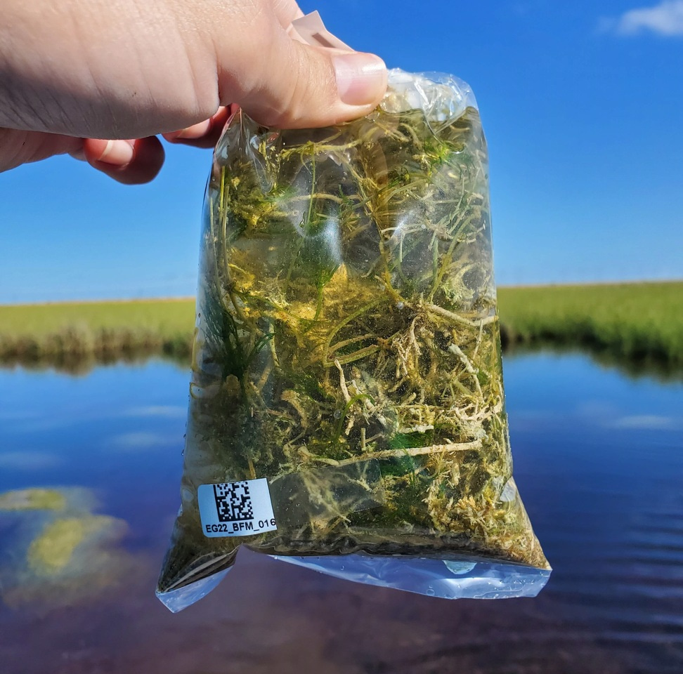 Agricultural use of Sulfur Amplifies Mercury Concentrations in the Florida Everglades