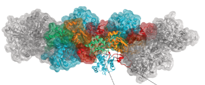 Histidine 73 methylation coordinates beta-actin plasticity in response to key environmental factors.