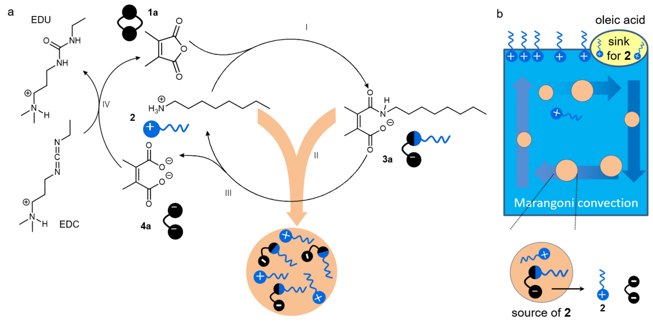 Active droplets drive Marangoni flow