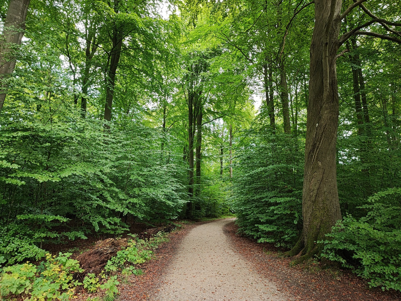 Socioeconomic and historical factors shape nature in cities