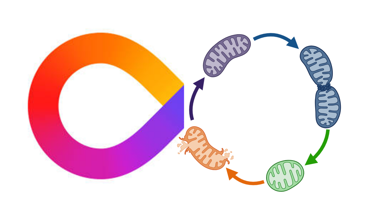 Spectrums of human and molecular complexity: mitochondrial dynamics in autism aetiology