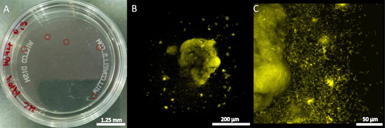 Motility speeds up bacterial invasion