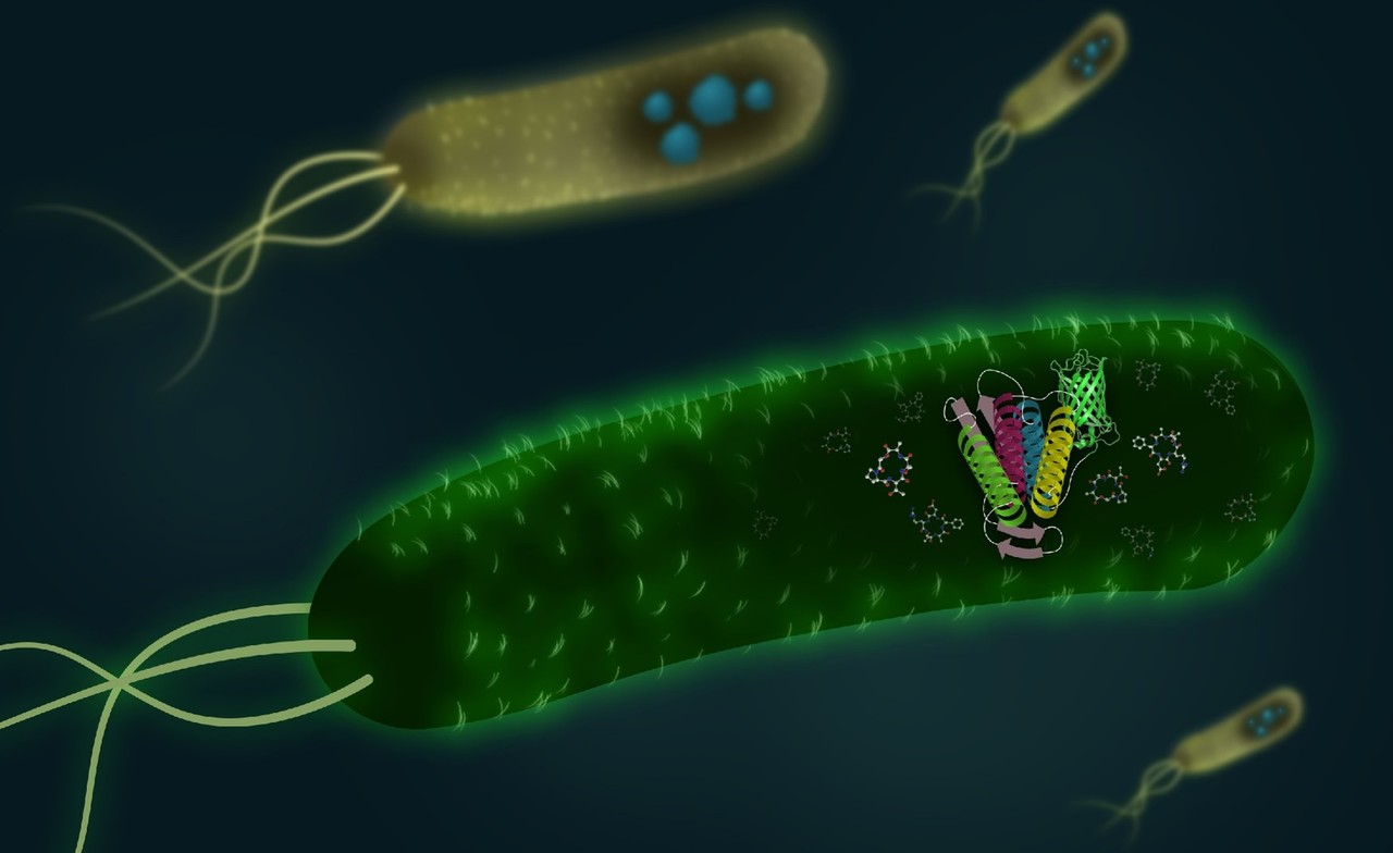 A bacterial system to prevent protein misfolding