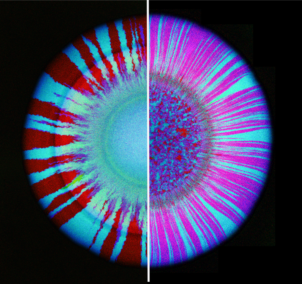Phage predation promotes plasmid transfer by reshaping microbial spatial organization