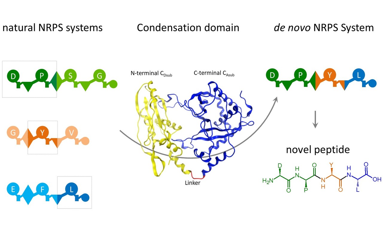 Engineering of non-ribosomal peptide synthetases (NRPS) for the production of new-to-nature peptides